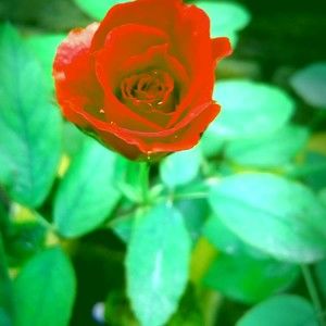 Meet your Posher, Yasmeen